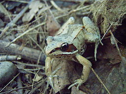 Arctic wood frog